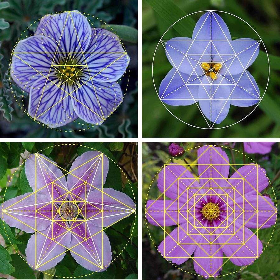 Flower-Nature-Patterns-Sacred-Geometry-Contemporary-Art-by-Dean-Marston.jpg